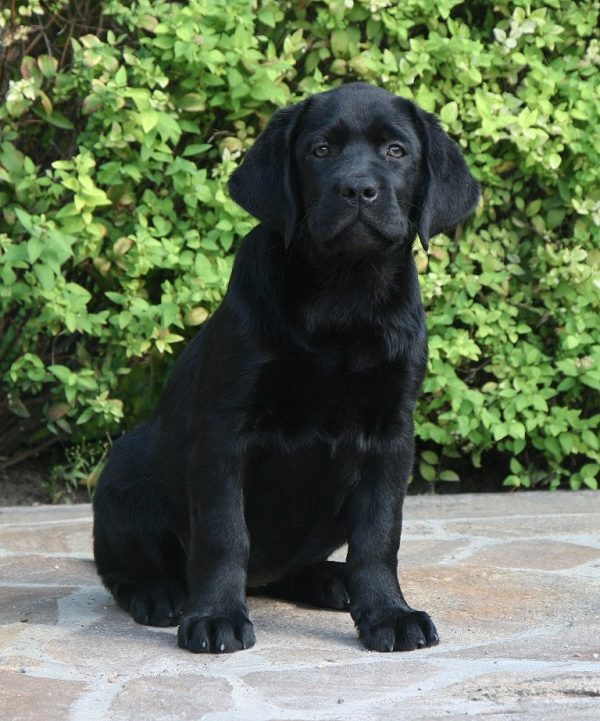 Penny Lane Black&Chocolate