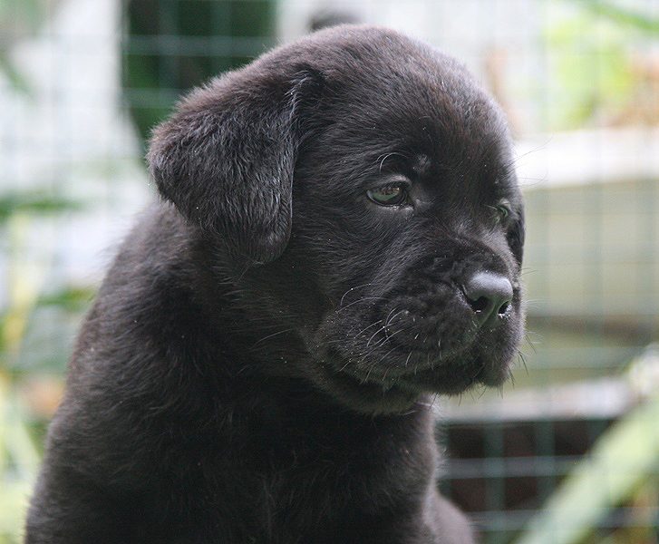 Dexter De Lux Black&Chocolate