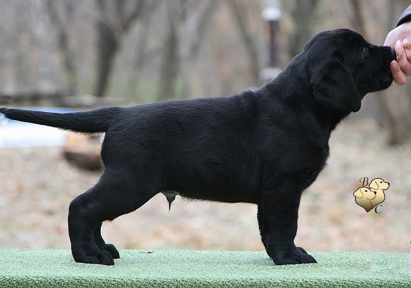 Terrific Showman Black&Chocolate