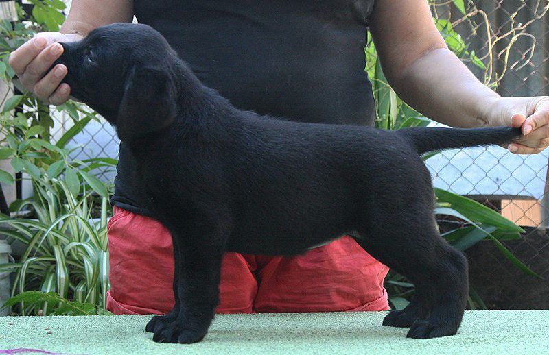 Princess Hilton Black&Chocolate
