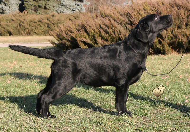 Diskovery Girl Black&Chocolate