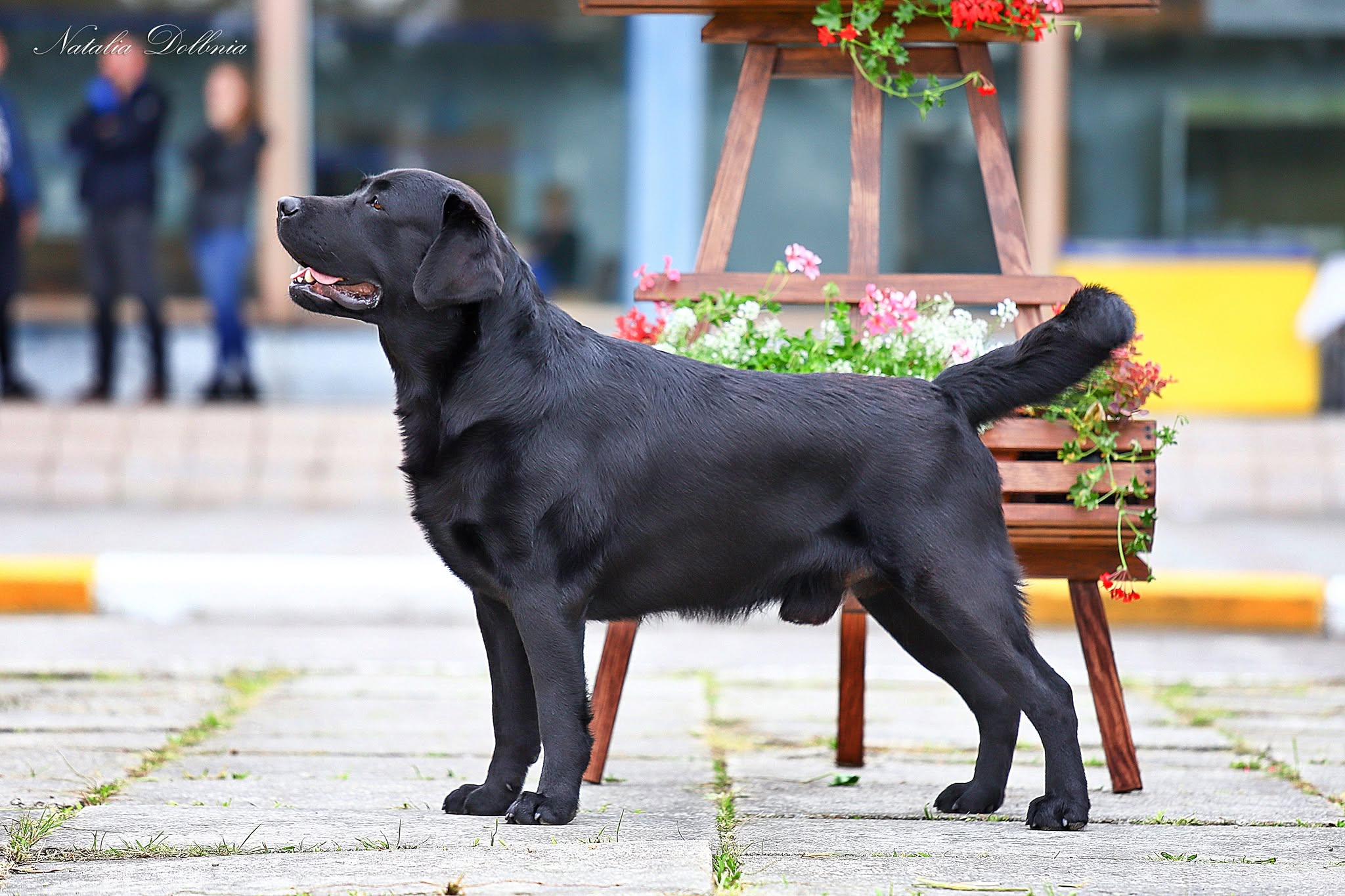 Nordik Power Black&Chocolate