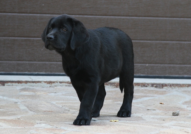 Penny Lane Black&Chocolate