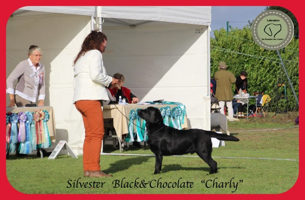 Sylvester Black&Chocolate