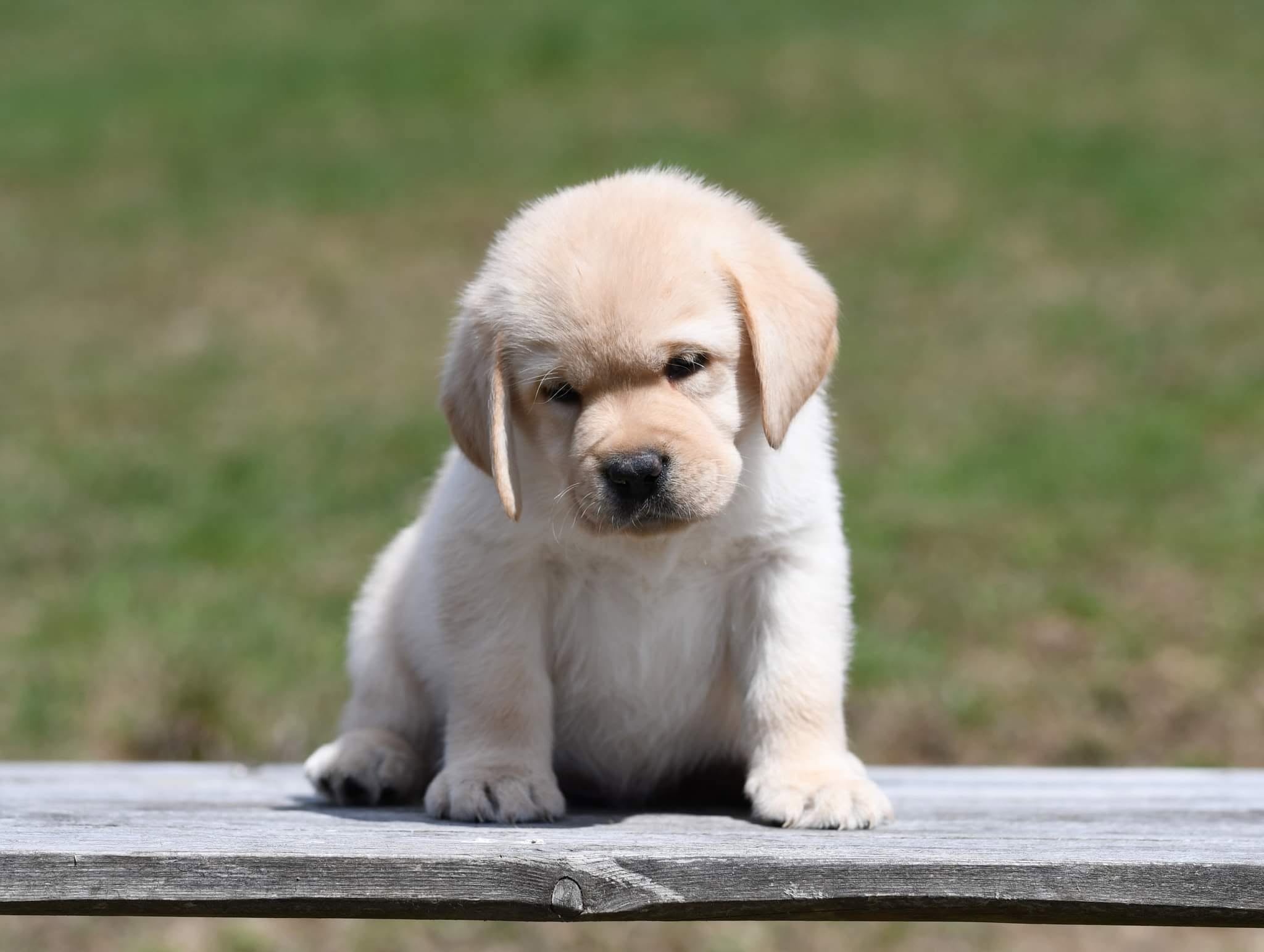 Хлопчик, 6 тижнів