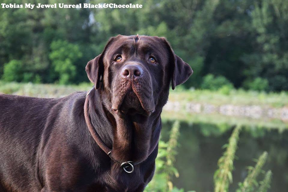Tobias My Jewel Unreal Black&Chocolate