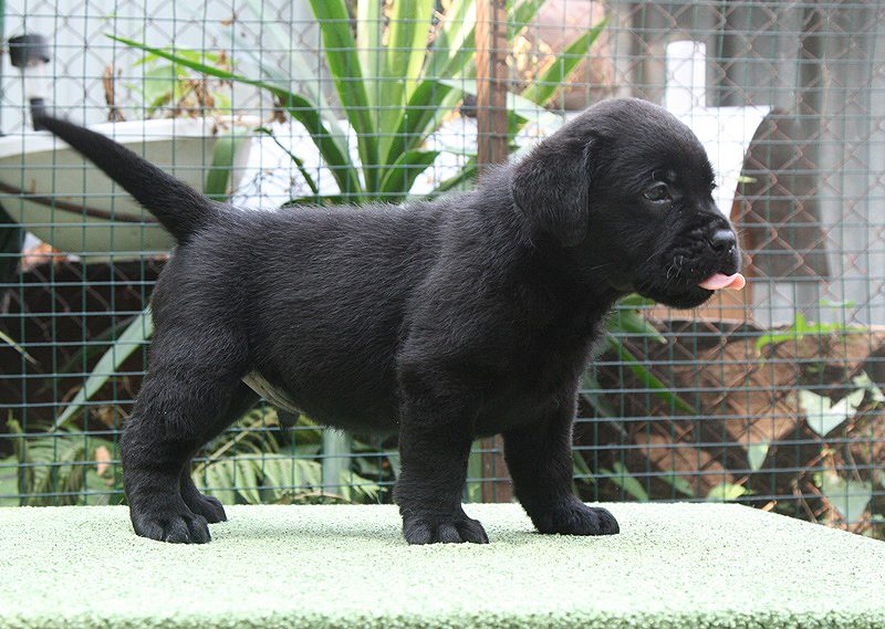 Dexter De Lux Black&Chocolate