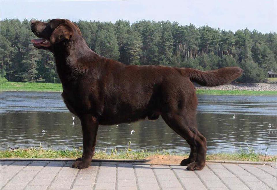 Teodor Charming Prince Black&Chocolate