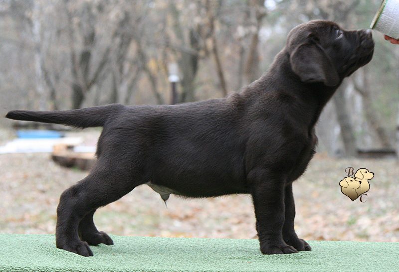 Tobias My Jewel Unreal Black&Chocolate