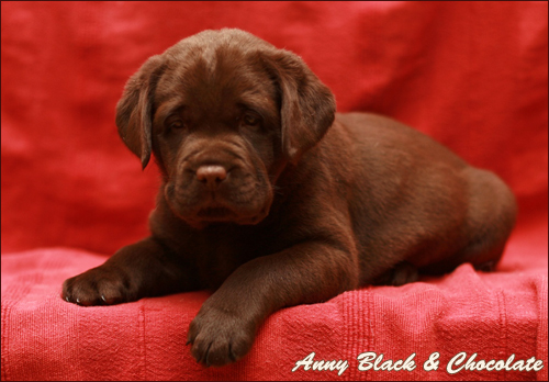 Anny Black&Chocolate