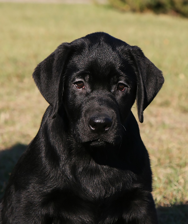Driada Wink Black&Chocolate