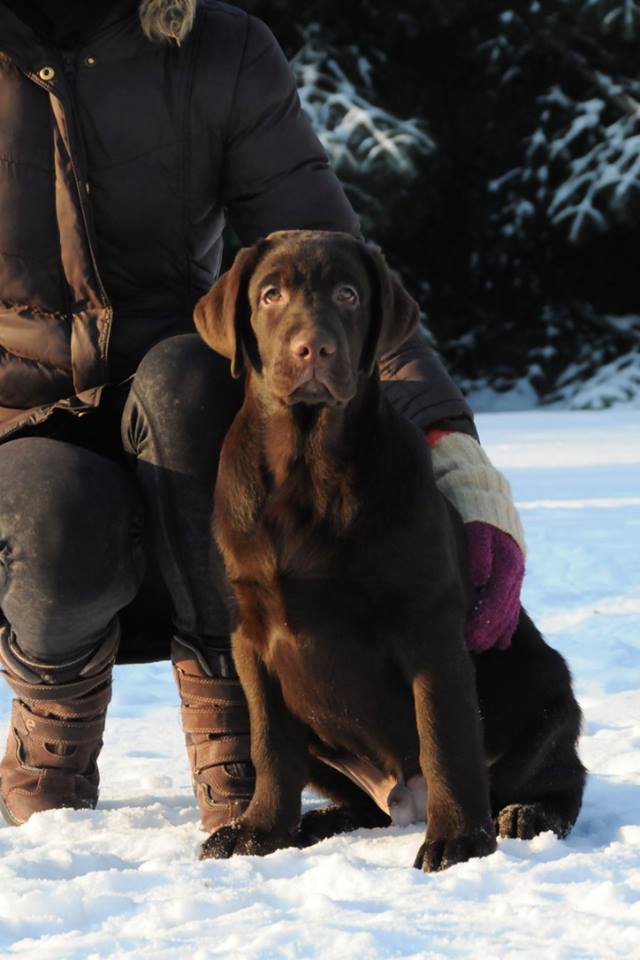 Teodor Charming Prince Black&Chocolate