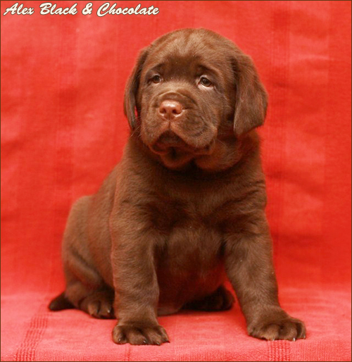 Alex Black&Chocolate