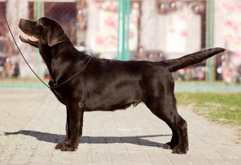Tobias My Jewel Unreal Black&Chocolate
