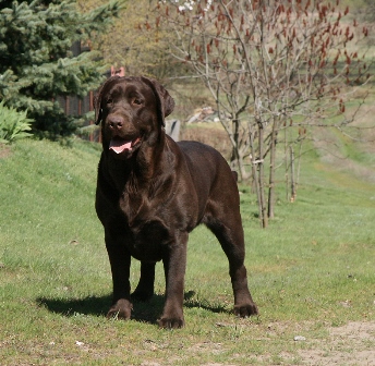 Trish My Fair Lady Black&Chocolate