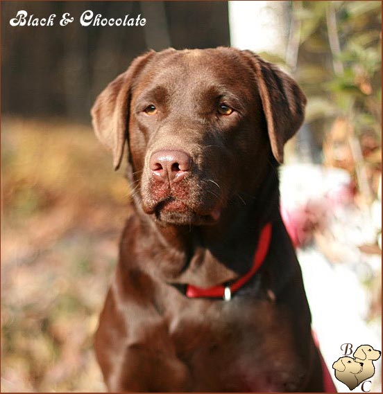 Anny Black&Chocolate