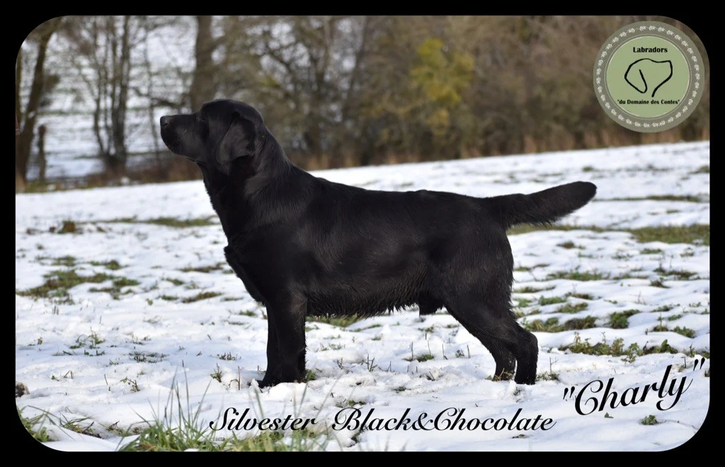 Sylvester Black&Chocolate