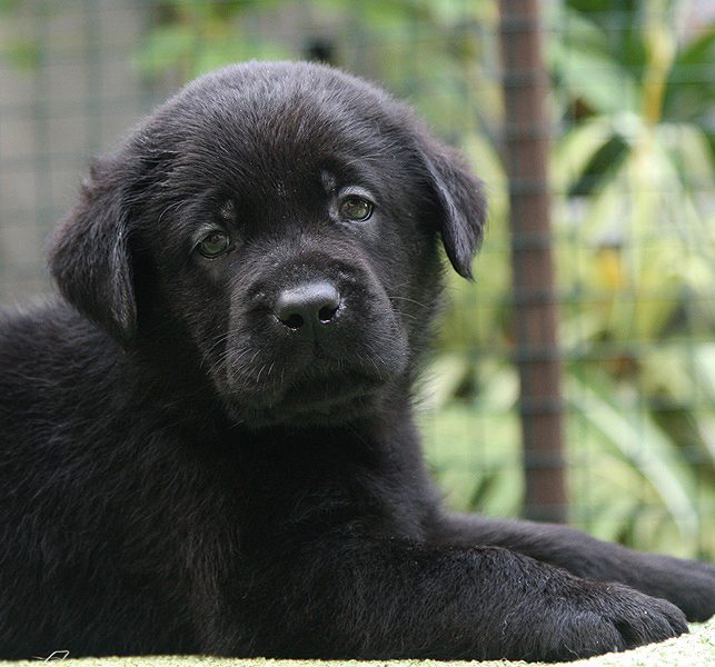 Duncan Black Boy Black&Chocolate