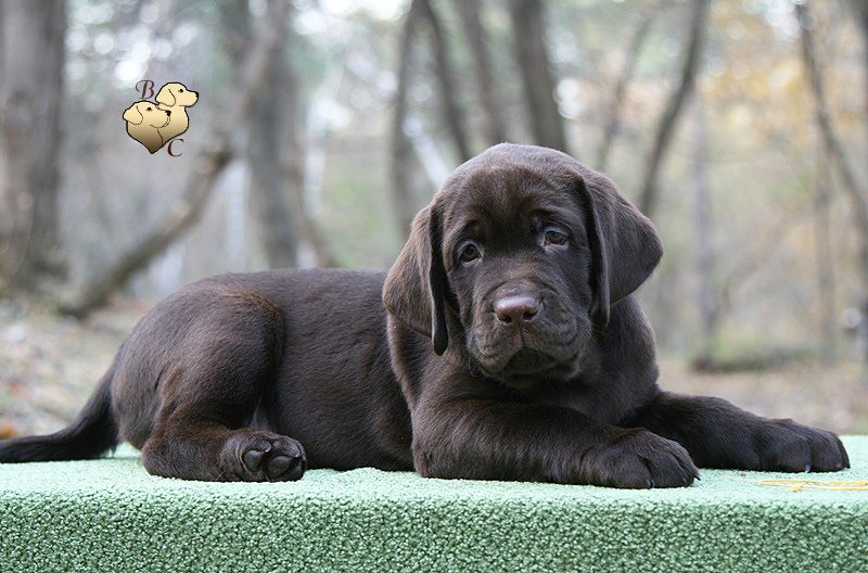 Tobias My Jewel Unreal Black&Chocolate