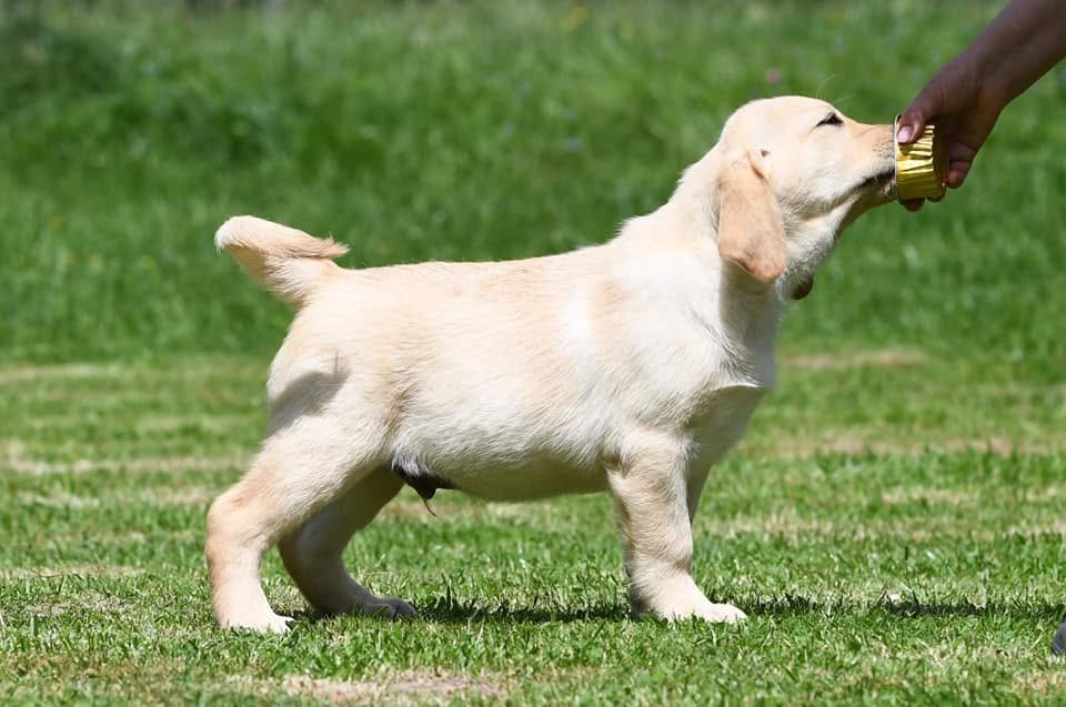 Хлопчик, 9 тижнів