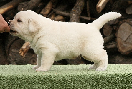Original White from Black&Chocolate