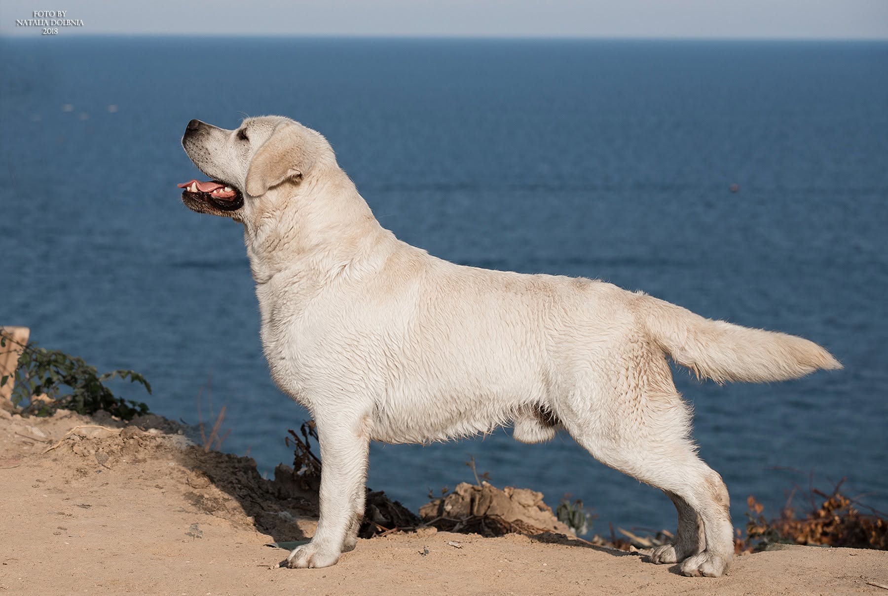 Lab'Spb Yu-Piter