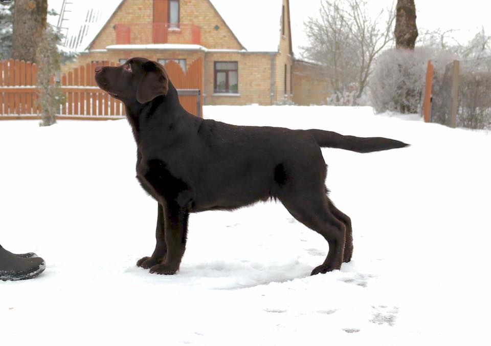 Teodor Charming Prince Black&Chocolate