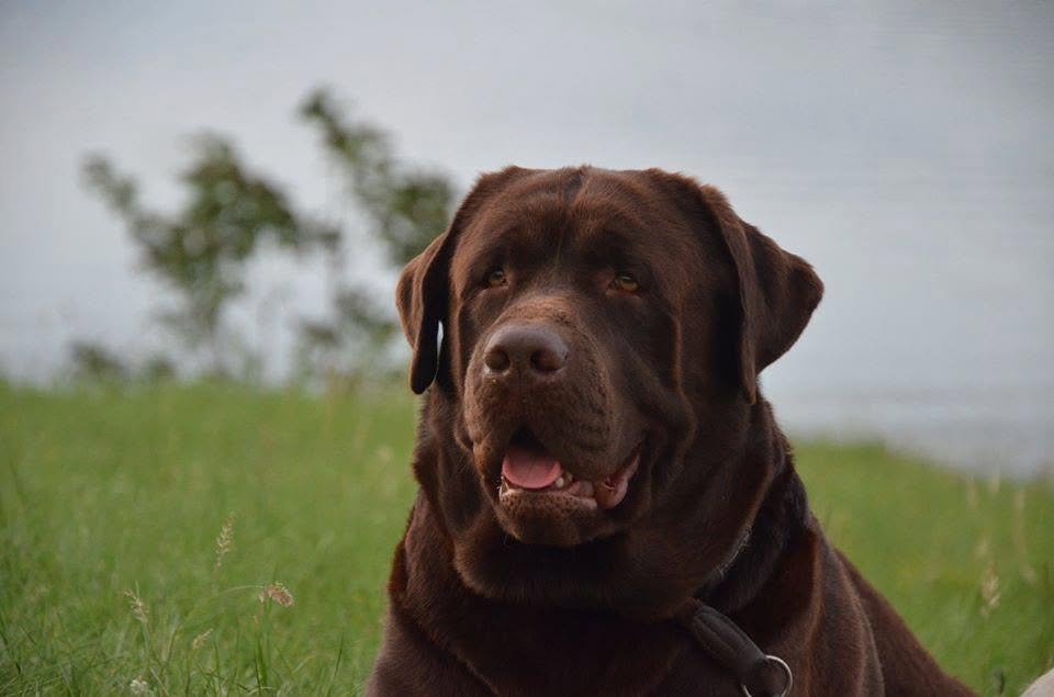 Tobias My Jewel Unreal Black&Chocolate