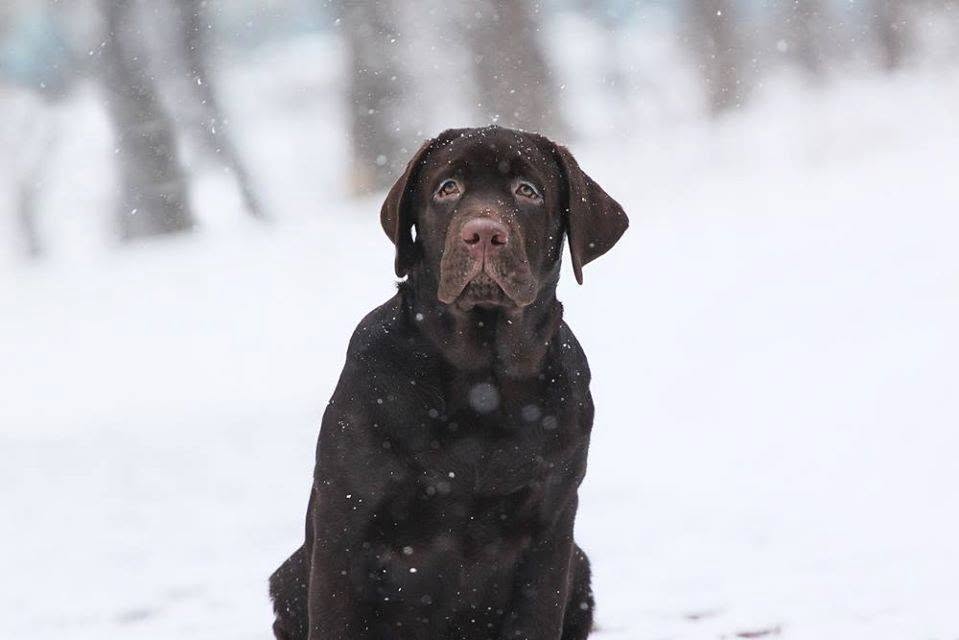 Tobias My Jewel Unreal Black&Chocolate