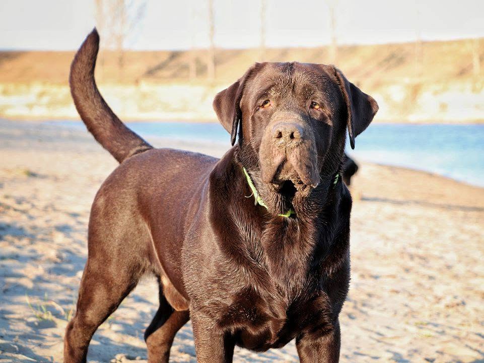 Tobias My Jewel Unreal Black&Chocolate
