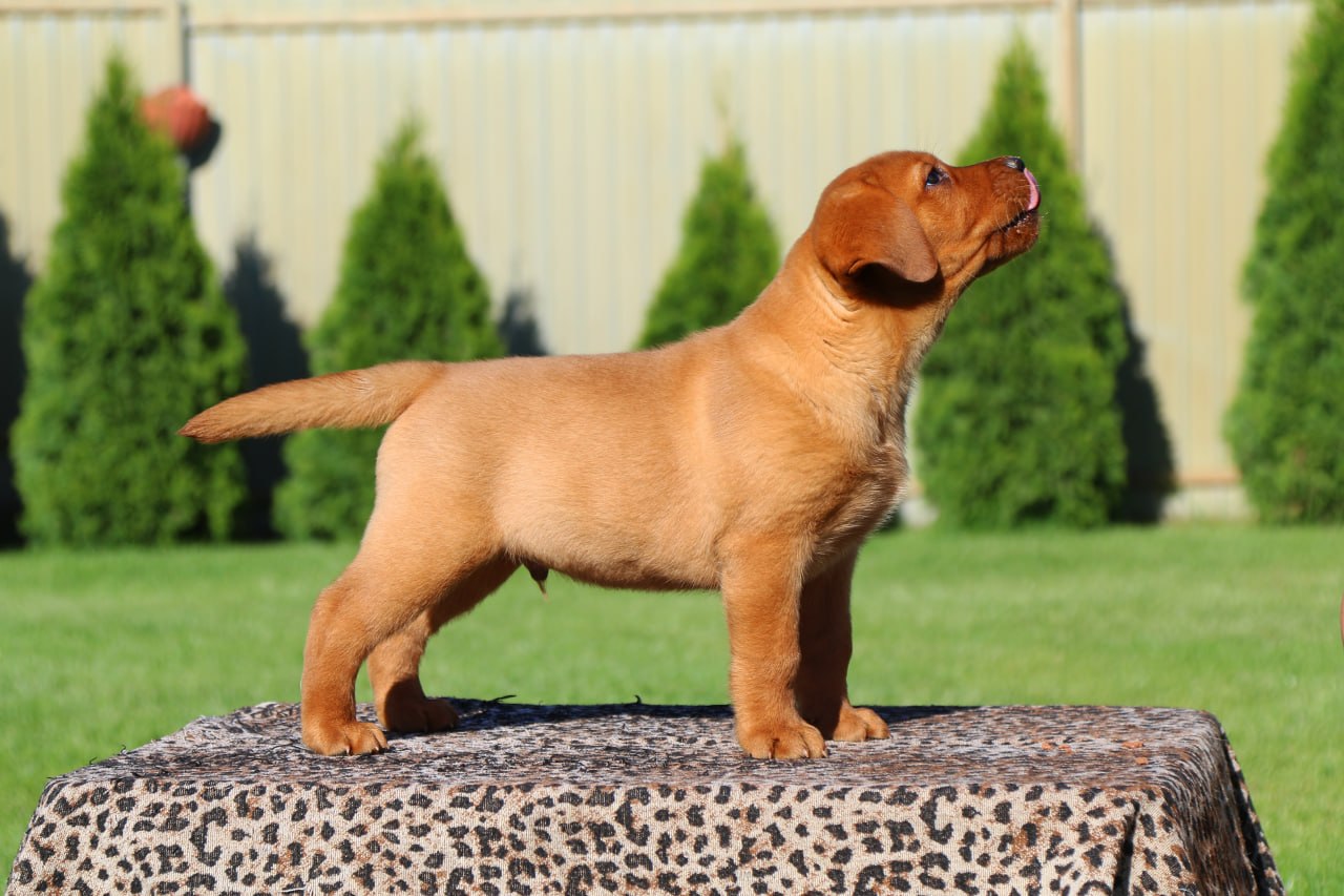 Хлопчик