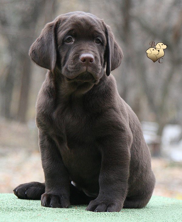 Temple Of Doom Black&Chocolate