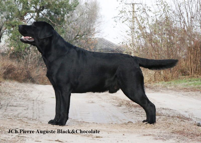 Pierre Auguste Black&Chocolate