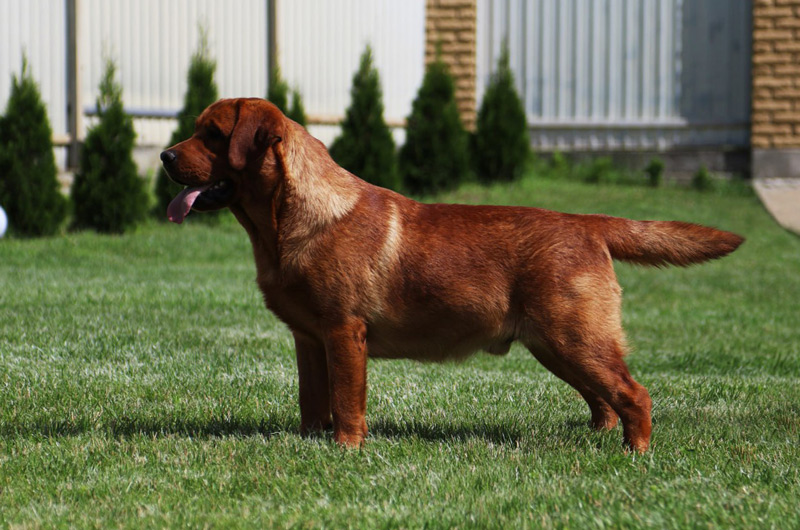  Yahoo od Himalajskeho Cedru 