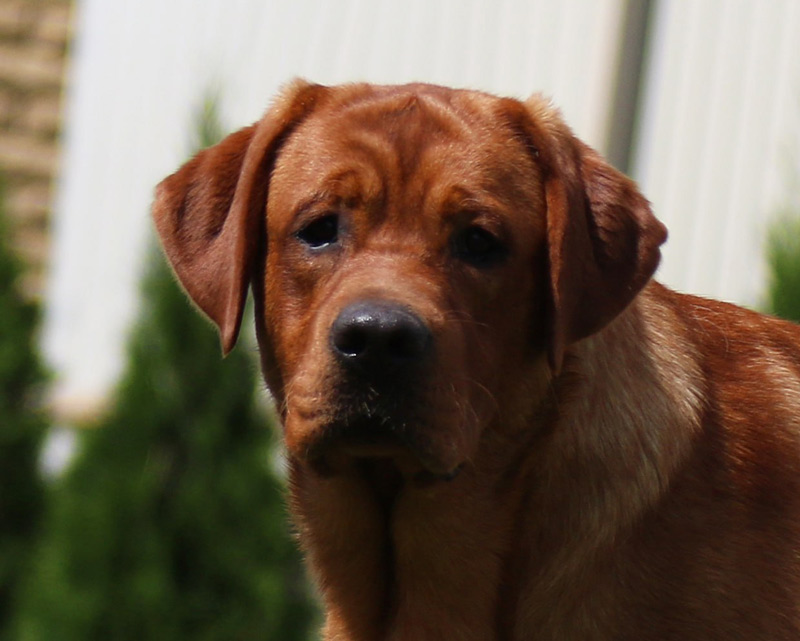  Yahoo od Himalajskeho Cedru 