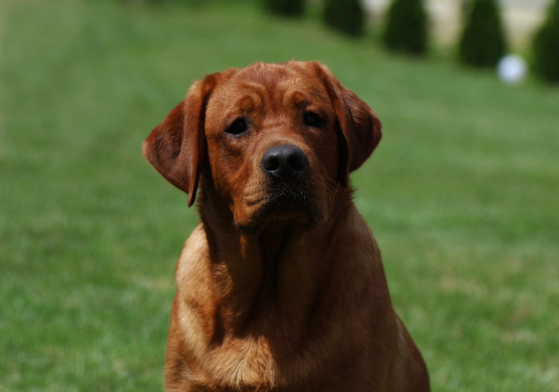  Yahoo od Himalajskeho Cedru 