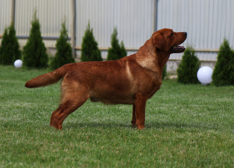  Yahoo od Himalajskeho Cedru 