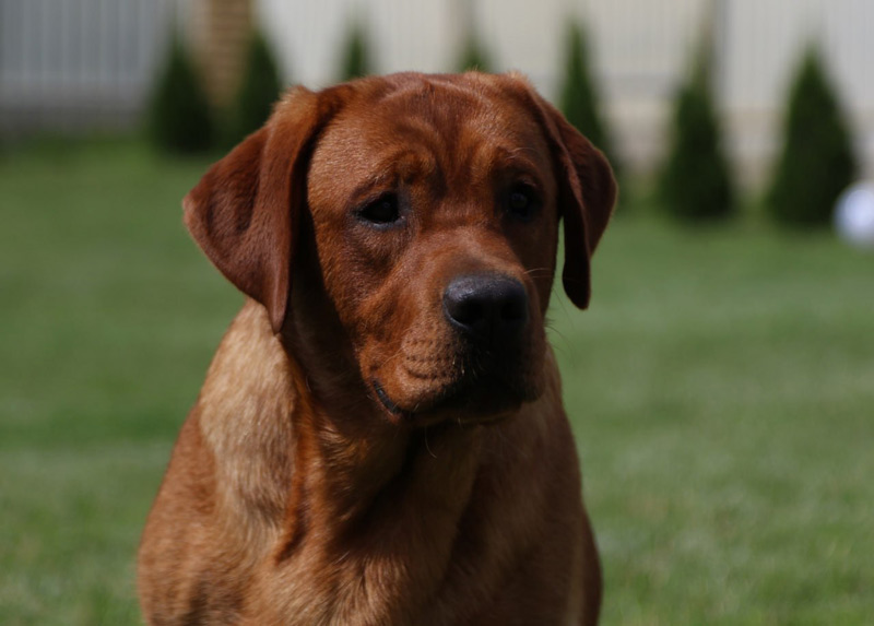  Yahoo od Himalajskeho Cedru 