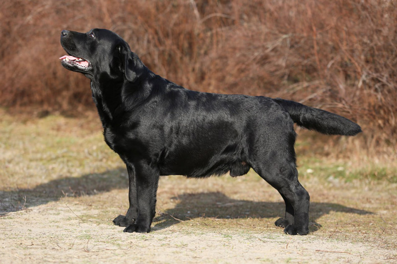 Big Vegas Black&Chocolate