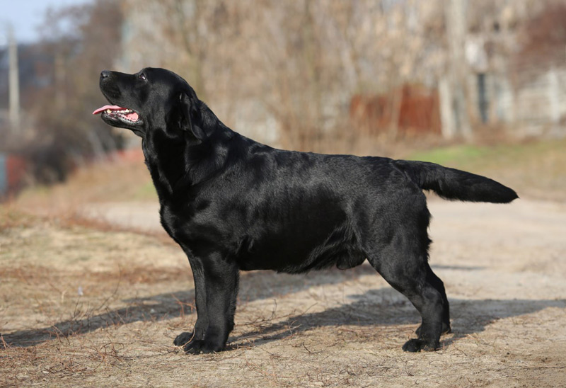 Big Vegas Black&Chocolate