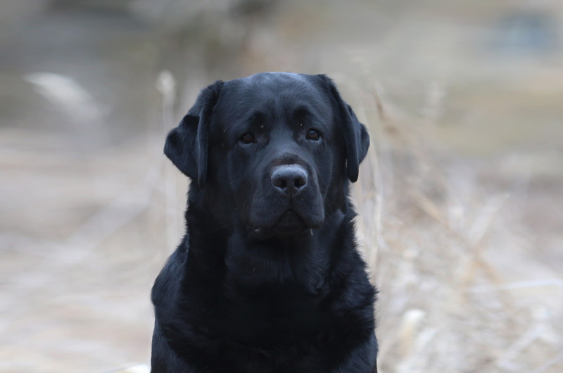 Big Vegas Black&Chocolate