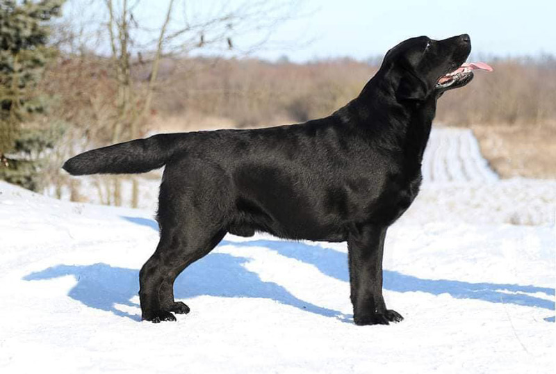 Big Vegas Black&Chocolate